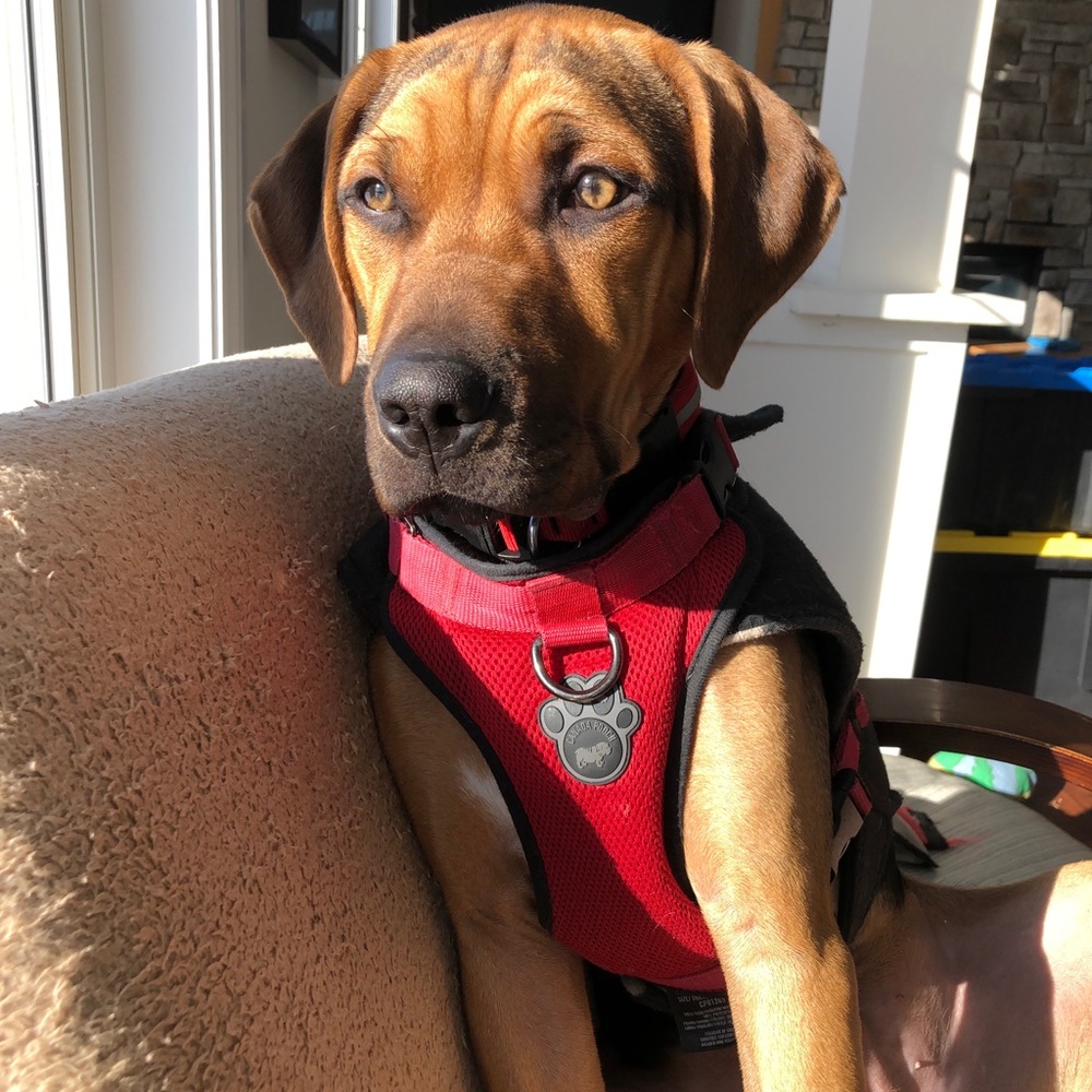 Meet your Posher, Heidi